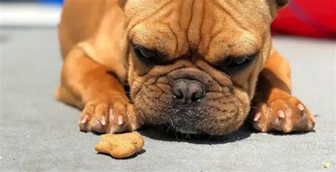 Dog Poisoning Symptoms - Help Save Your Pet's Life | Bulldogology