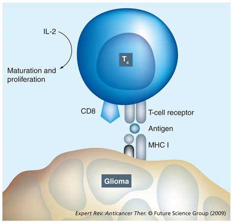 Cytotoxic T cell showing the MHC class I molecule-mediated... | Download Scientific Diagram