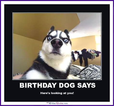 Happy Birthday Memes With Funny Cats, Dogs And Animals