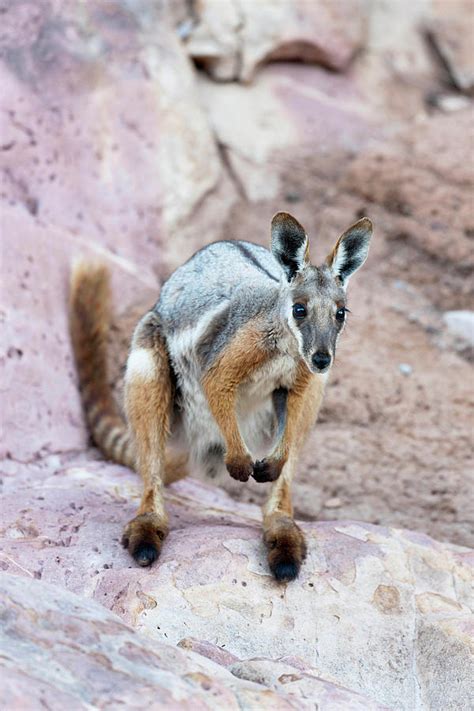 Yellow-footed Rock-wallaby (petrogale Photograph by Martin Zwick - Fine ...