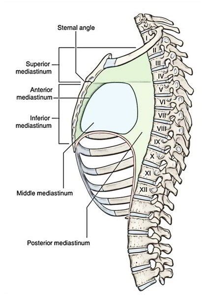 Mediastinum Anatomy