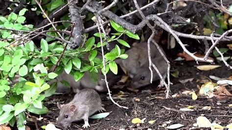 Rat infestation on the rise in DC, expert blames pandemic & excess trash