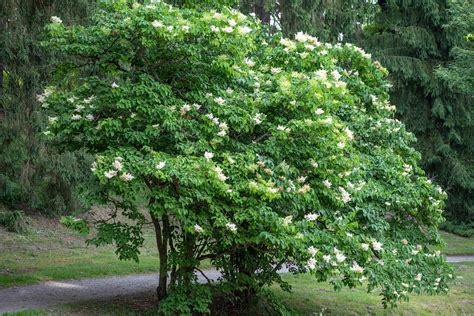 Dwarf Japanese Lilac Tree