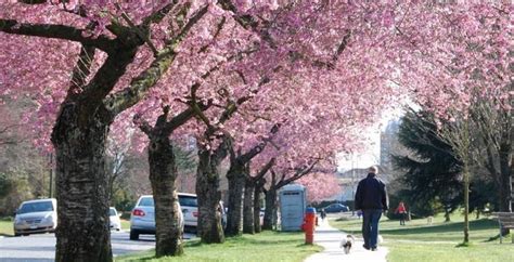 Vancouver's stunning Cherry Blossom Festival returns next month | Listed