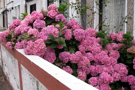 Macrophylla Hydrangea Pink Hydrangea Macrophylla 39 Forever - Hydrangea