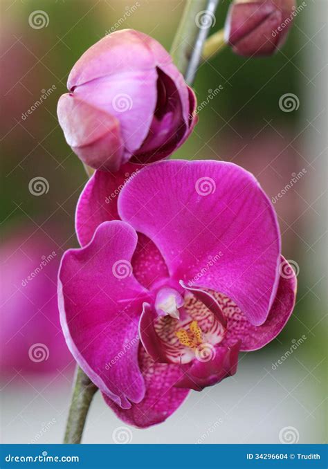 Close-up of pink Orchid stock photo. Image of spring - 34296604