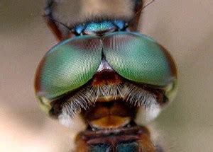 Compound Eyes of Insects - Some Interesting Facts