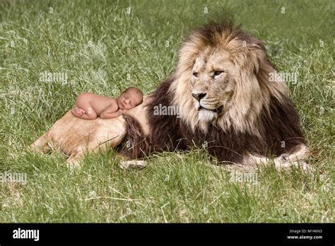 Innocent newborn baby sleeping on the back of an Africa lion Stock ...