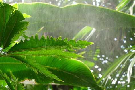 Irrigated Plants stock photo. Image of organic, farmer - 11820802