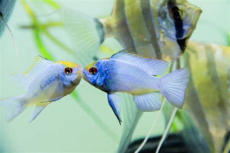 Ram Cichlid • Care Guide (Tank Setup, Mates & Diet)