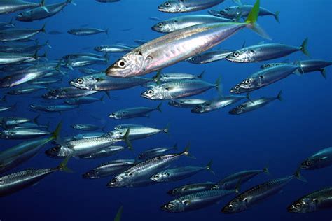 Mackerel Archives - GLOBAL EVERFRESH TRADING CO., LIMITED