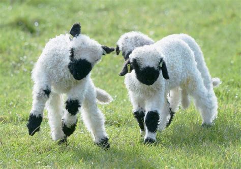 Françoise van Straelen on Twitter | Valais blacknose sheep, Cute sheep, Cute creatures