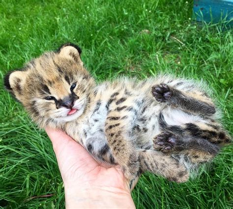 Baby Serval Blep - Daily Squee - Cute Animals - Cute Baby Animals ...