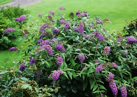Purple Haze Butterfly Bush in 2020 | Butterfly bush, Butterfly garden ...