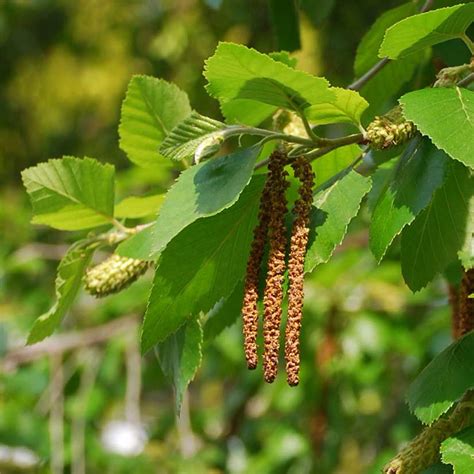 River Birch Trees for Sale at Arbor Day's Online Tree Nursery - Arbor ...