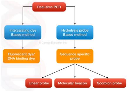 Real-time PCR (RT-PCR): Principle, Procedure, and Applications