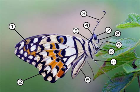 The Parts of a Butterfly