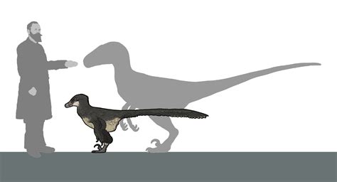 Velociraptor Size Chart