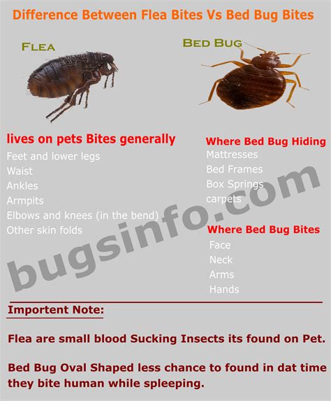 How To Tell Fleas Vs Bed Bugs | wasaga beach break fast ca