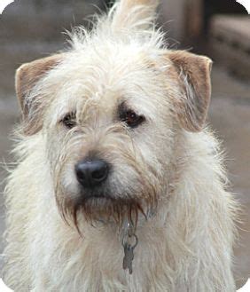 Allentown, PA - Wheaten Terrier/Border Terrier Mix. Meet Ragsdale a Dog for Adoption.