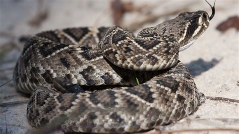 What to know about the snakes that live in Florida | wtsp.com