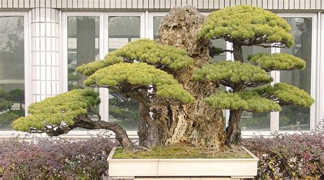 White pine bonsai