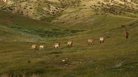 Przewalski's Horse (Equus ferus przewalskii) | about animals