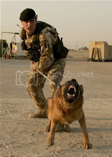 German Shepherd Dog Attack | [#] Lunawsome