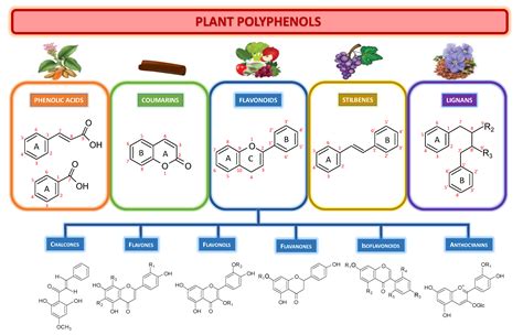 Plant Flavonoids: Classification, Distribution,, 60% OFF