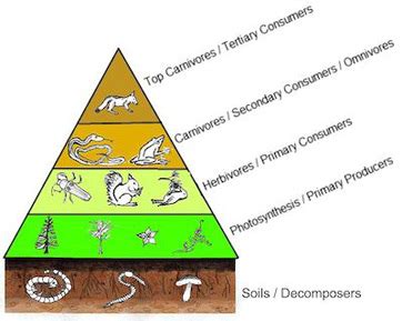 What is an energy pyramid? + Example