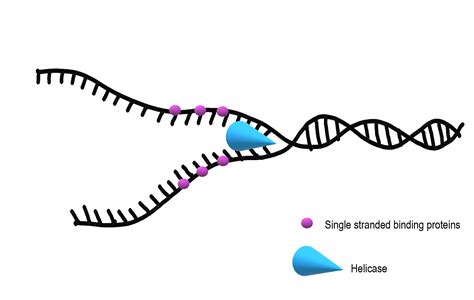 5.4 DNA Replication – Human Biology