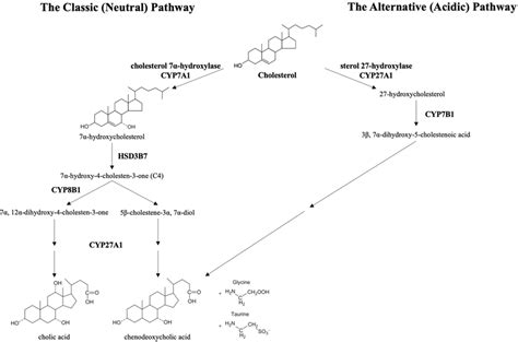 | Enterohepatic circulation of bile acids. Secreted bile acids are... | Download Scientific Diagram