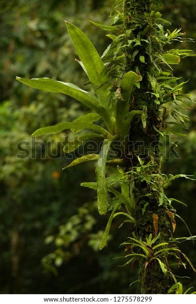 Bromeliads Rainforest Stock Photo 1275578299 | Shutterstock