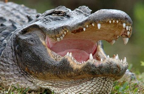 Crocodiles have a second joint in their jaws which helps them to bite ...