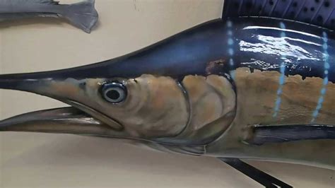 fish mounts Sailfish mount by Marine Creations Taxidermy ( restoration project ). - YouTube