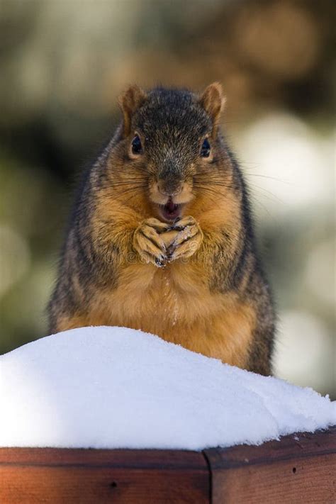 Squirrel Eating Walnut stock photo. Image of squirrel, digging - 880212