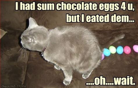 20 Funny Cat Easter Memes Too Cute To Not Share