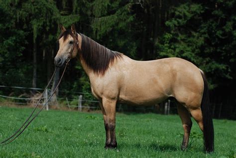 Buckskin Horse Facts with Pictures