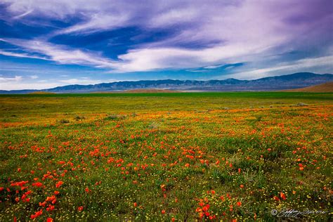 Field Of Poppies - Jeffrey Favero Fine Art Photography