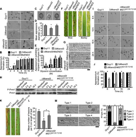 MoEnd3 is important for appressorium formation and virulence. (A)... | Download Scientific Diagram