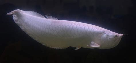 Platinum arowana - Facts | Traits | Care | Breeding | Size | White - SeaFish