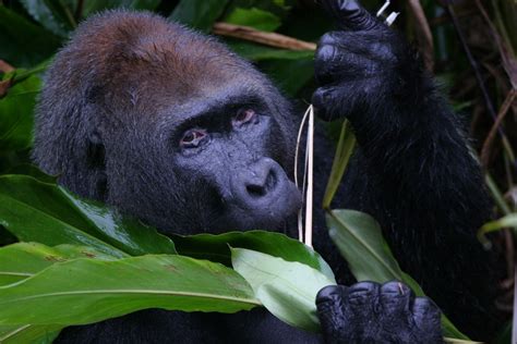 Gorillas to Be Protected with New Congo National Park | Gorilla ...