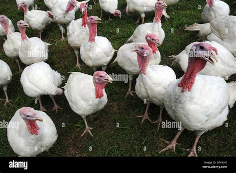 Broad breasted white turkey hi-res stock photography and images - Alamy