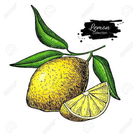 Pin by molbri on draw | Lemon sketch, Lemon drawing, Drawings
