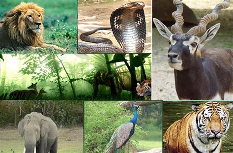 INDIA ON WHEELS - A trip for pleasure!: Nature and WildLife of India : WildLife Protection Act ...