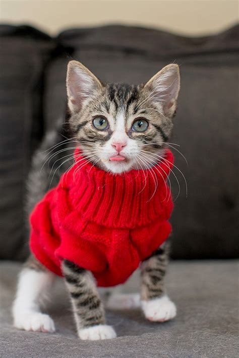 Watch 12 Pictures with admirable and cute animals, you'll see: cute red ...