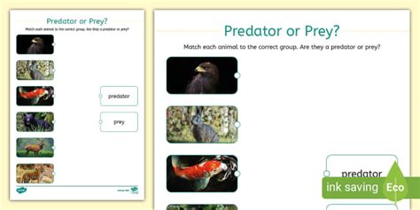 Predator or Prey? Matching Worksheet (teacher made) - Twinkl