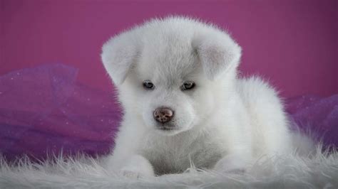 Akita - Price, Temperament, Life span