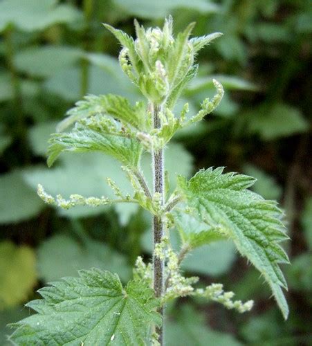 Nettle | A nettle head snapped on the way home tonight. The … | Flickr