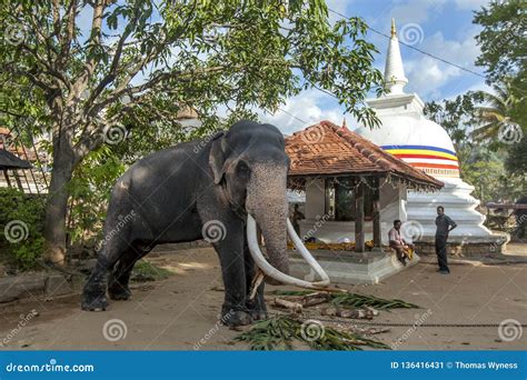 A Ceremonial Elephant at Kandy in Sri Lanka. Editorial Photo - Image of ...